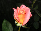2830932500075666569LOQdcm_fs