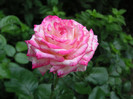 2124522010075666569gKcFje_fs