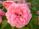 Tr roz somon-P1210018