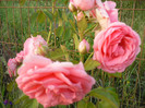 Tr roz somon-P1210020