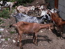 Capra Anglo-nubiana