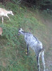 Capra Anglo-nubiana
