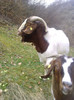 Tap Boer