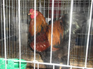 DSCF1131