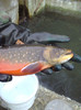 Pastrav Arctic Charr