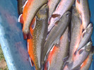 Pastravi Artic Charr