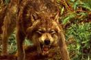 Grrr