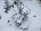 DSCF3659