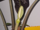 DSCN5734_1216