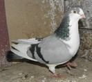 26a(m.2011)-vandut