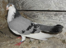 29a(m.2012)-vandut