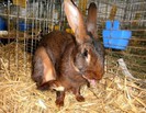 Hasenkaninchen