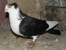 35n.m(m.2010)-vandut