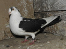 38m(m.2010)-vandut