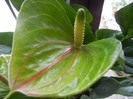 Anthurium Marmoratum (2012, Dec.16)