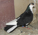 40n(m.2011)-vandut