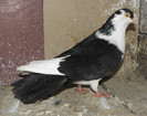 42n(m.2012)-vandut