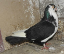 43n(m.2011)-vandut