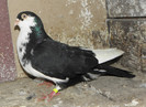 43n(m.2011)-vandut