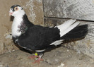 45n(m.2011)-vandut