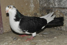 46n(m.2008)