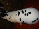 Rex Dalmatian 1.0 - 96 p
