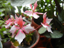 Pink Stellar Geranium (2012, Dec.16)