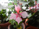 Pink Stellar Geranium (2012, Dec.16)