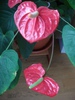 Red Anthurium (2010, October 16)