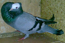 0321 Gusat ceh cap alb CZ 08