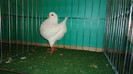 DSC02343