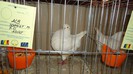 DSC02370