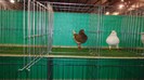 DSC02380