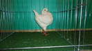 DSC02382-locul 1 Zoli