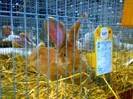 RIESEN GELB