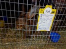 RIESEN HASENFARBING