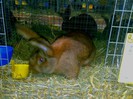 RIESEN HASENFARBING