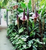Amorphophallus_konjac03[1]