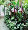 Amorphophallus_konjac03[1]