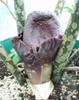 Amorphophallus_paeonifolius01[1]