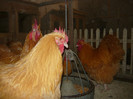tineret 2012