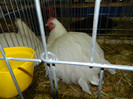 DSCN1270