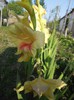 Gladiole galbene