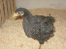 Plymouth Rock Barat 02