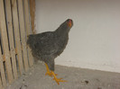 Plymouth Rock Barat 03