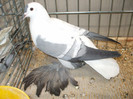 DSCF1934
