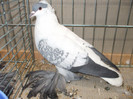 DSCF1936