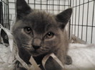 British shorthair blu