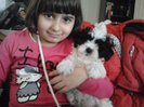 Bichon Havanese