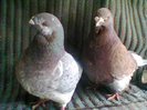 Photo0342
